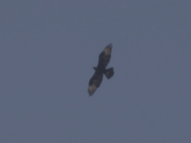 First Verreaux's Eagle photographed in AP- at last! Thanks Mick D'alton